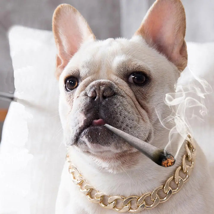 Poderosa coleira dourada para cães: discreta, imponente, feita para laços reais