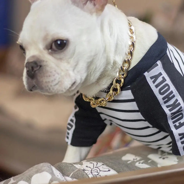 Poderosa coleira dourada para cães: discreta, imponente, feita para laços reais
