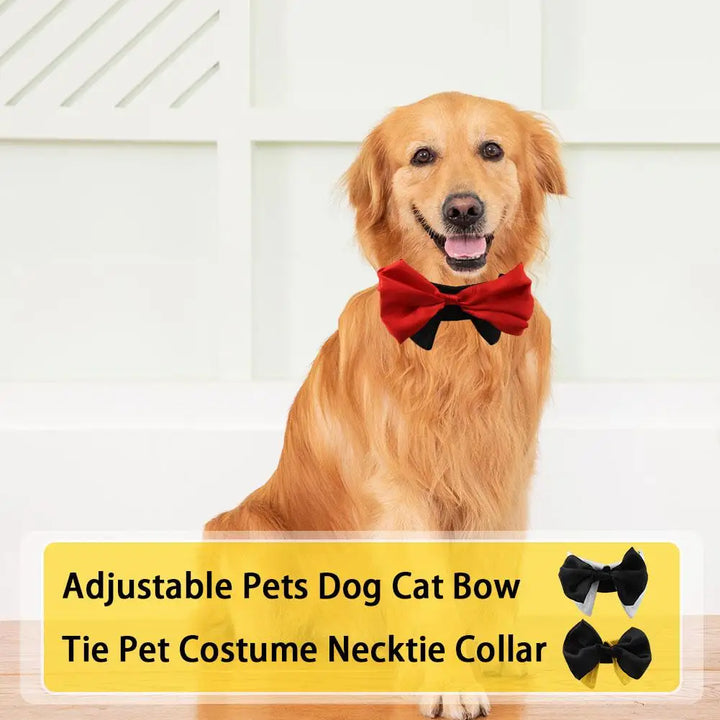 Gravata borboleta para cães e gatos – O estilo que diz “Eu te amo”