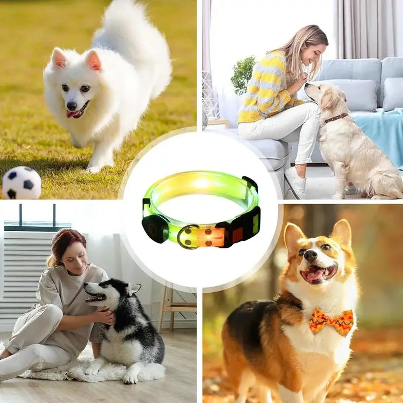 Coleira luminosa para cães: passeios noturnos seguros