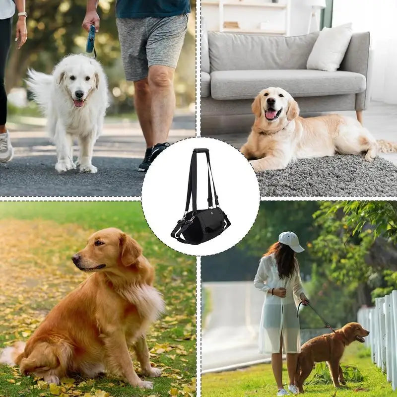 Arnês de suporte para cães: caminhando novamente, juntos