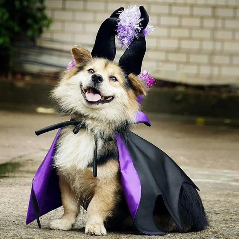 Fantasia de Halloween para cães e gatos: mágica, engraçada e cativante