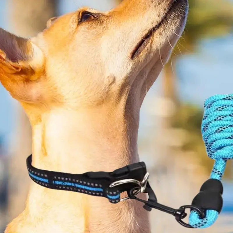 Coleira refletiva para cães – Para passeios mesmo na sombra