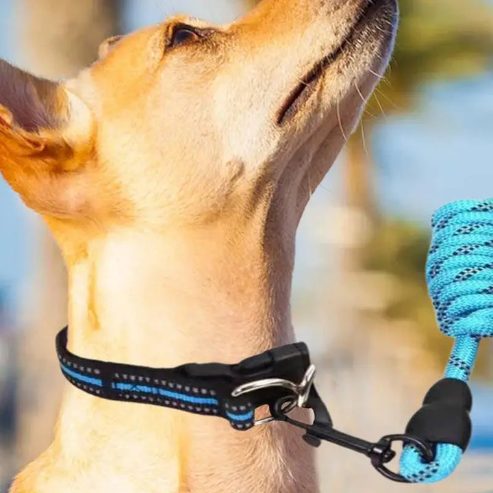 Coleira refletiva para cães – Para passeios mesmo na sombra