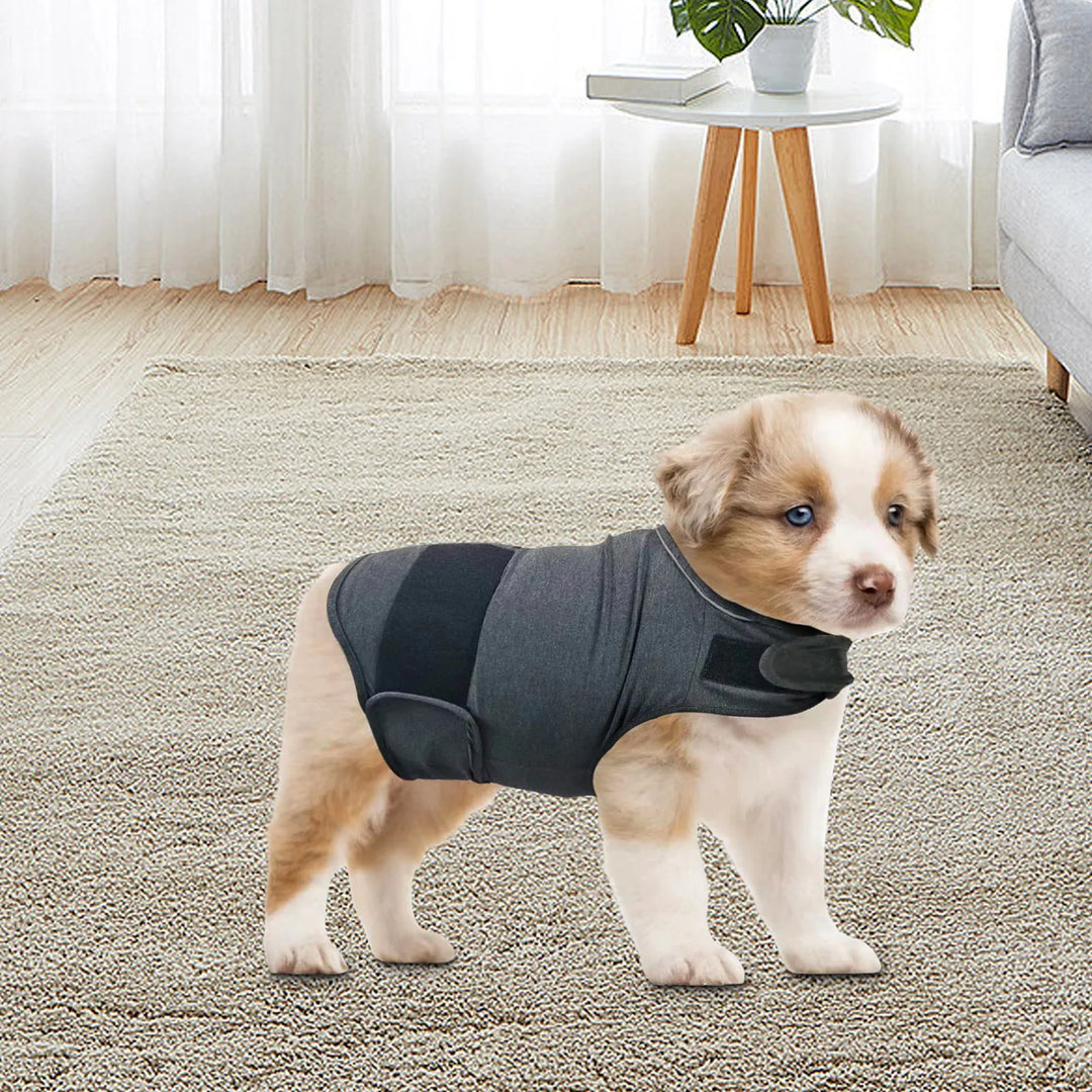 Um abraço contínuo para cães ansiosos ou estressados