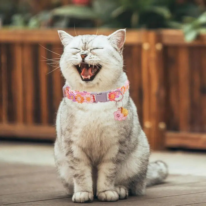Colar de gatinho fofo – Para pequenos corações de quatro patas