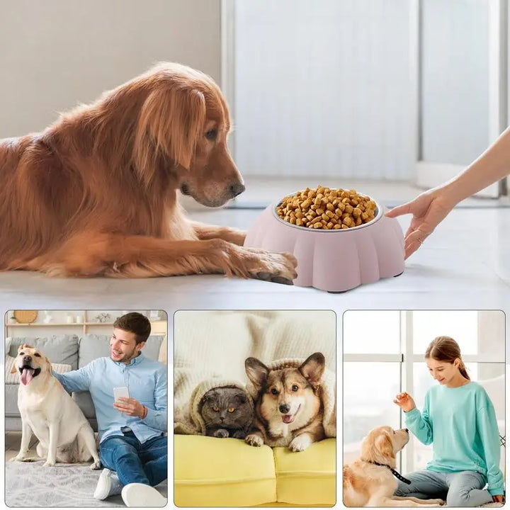 Tigela inclinada para gatos – Alimentação saudável, simples