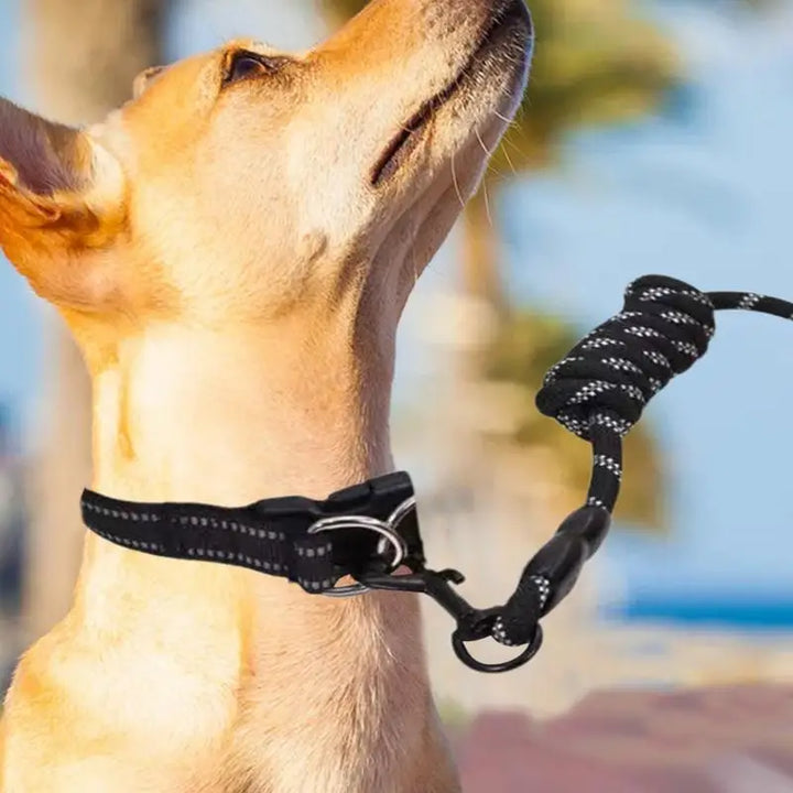 Coleira refletiva para cães – Para passeios mesmo na sombra