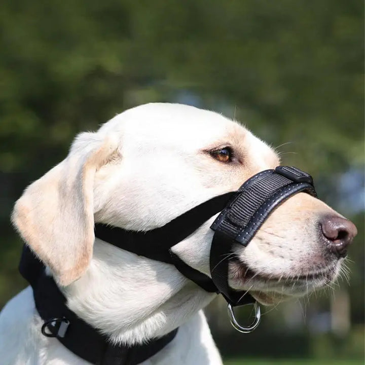 Focinheira de cesto para cães: emoldure-a com calma, proteja-a com amor
