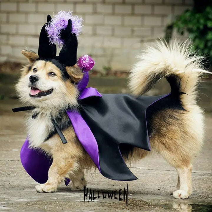 Fantasia de Halloween para cães e gatos: mágica, engraçada e cativante