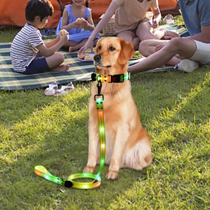 Coleira luminosa para cães: passeios noturnos seguros