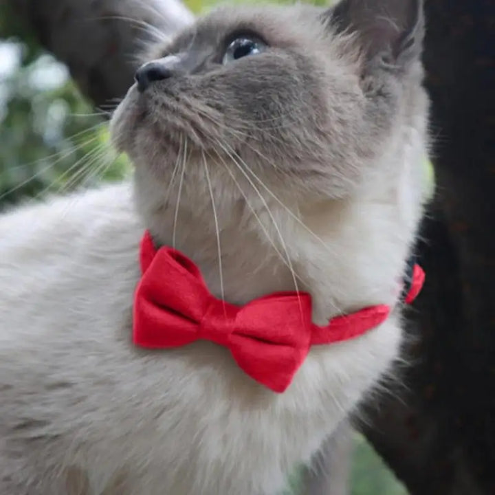 Coleira de gravata borboleta para cães e gatos: elegância discreta, amor visível, memórias preciosas