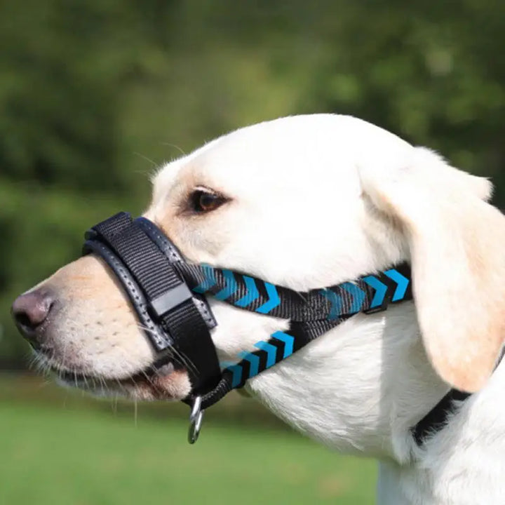 Focinheira de cesto para cães: emoldure-a com calma, proteja-a com amor