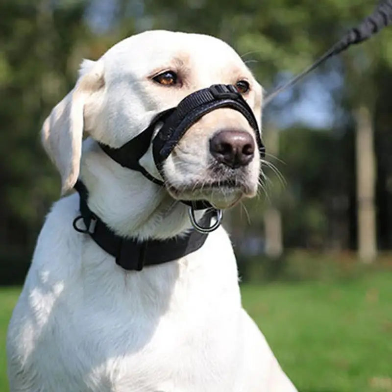 Focinheira de cesto para cães: emoldure-a com calma, proteja-a com amor