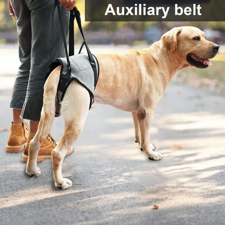Arnês de segurança para cães mais velhos, suporte gentil e respeitoso
