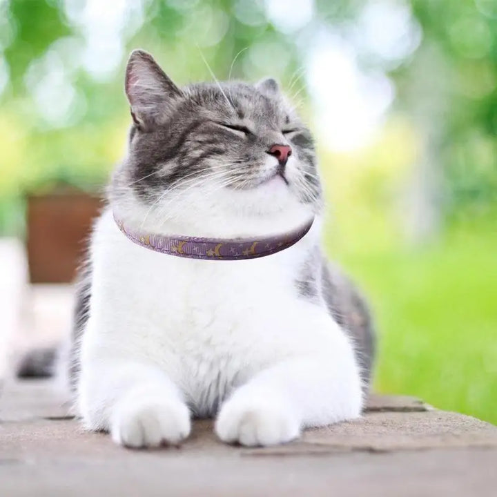 Coleira para gatos Moon &amp; Star: Laço sagrado e estilo celestial