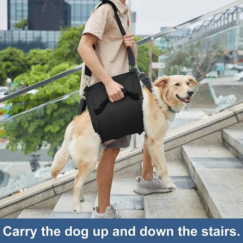 Arnês de suporte para cães: caminhando novamente, juntos