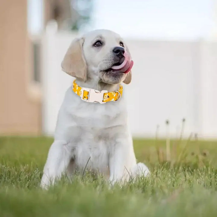 Coleira de algodão amarela para cachorro – Divertida, confortável e macia no pescoço