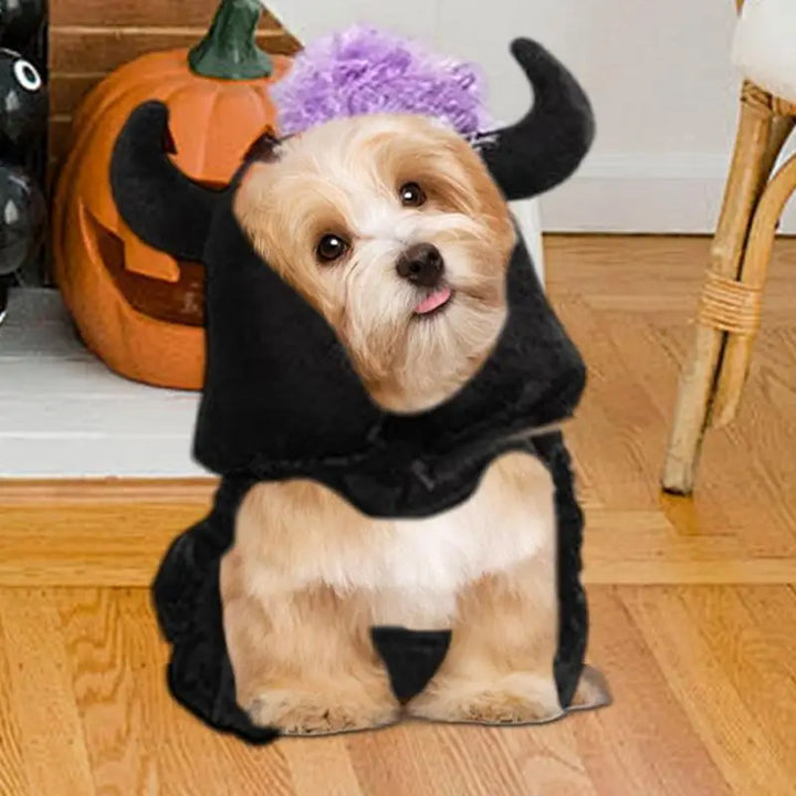 Fantasia de Halloween para cães e gatos: mágica, engraçada e cativante