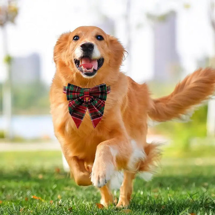 Coleira de gravata borboleta para cachorro – elegância chique do dia a dia