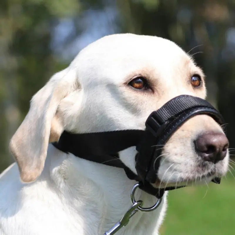Focinheira de cesto para cães: emoldure-a com calma, proteja-a com amor