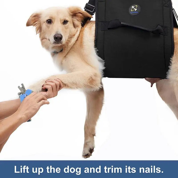 Arnês de suporte para cães: caminhando novamente, juntos