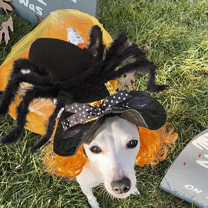 Fantasia de aranha de Halloween – para gato, filhote ou cachorro pequeno
