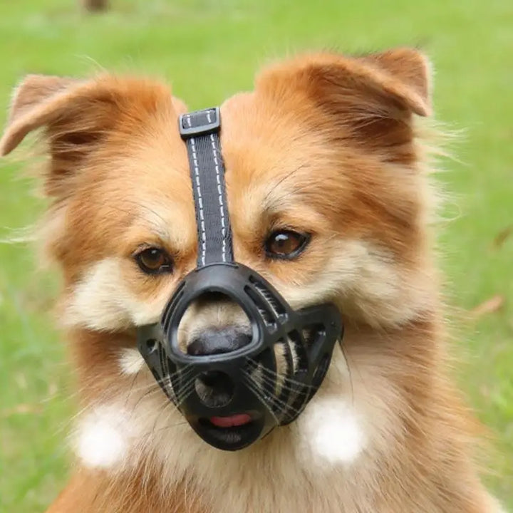 Focinho macio para cães sensíveis, amados e protegidos